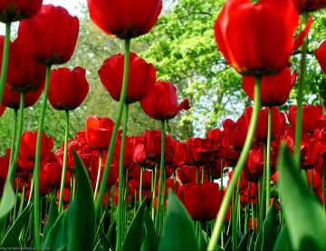 significato-fiori-tulipani